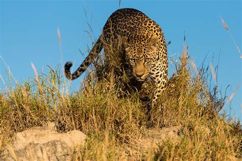 Wild Facts Sabi Sabi Private Game Reserve Leopard