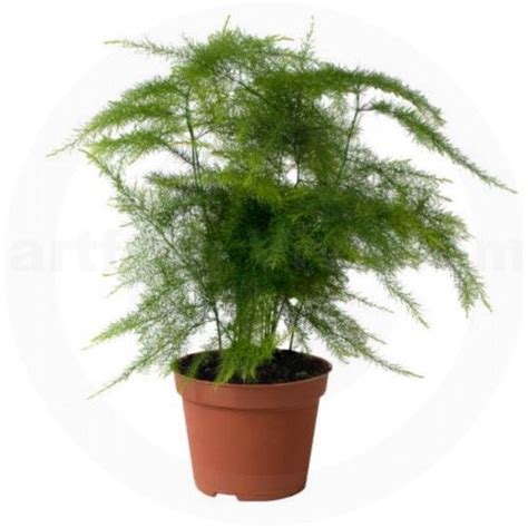 The asparagus fern (asparagus plumosus) has beautiful, feathery, lace ...