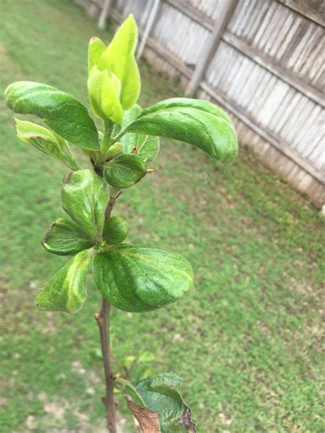 Persimmon tree - leaves turning black - Gardening & Landscaping Stack