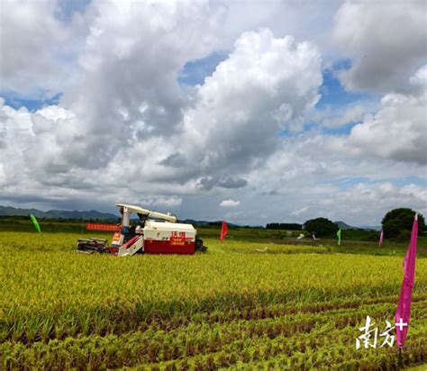 【南方】变废为宝！广东海丰持续探索秸秆还田新模式广东省农业科学院