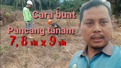 Gampang Banget Cara Pancang Tanam Sawit Mata Lima Dengan Jarak Tanam