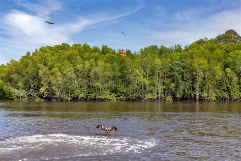 A Bald Eagles Or Haliaeetus Leucocephalus Hunts For Fish And Soars