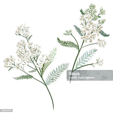 Ilustración De Flores De Milenrama Plantas Medicinales Aisladas Sobre Fondo Blanco Achillea