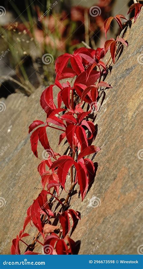Vibrant Virginia Creeper Vine With Red Foliage Stock Photo Image Of