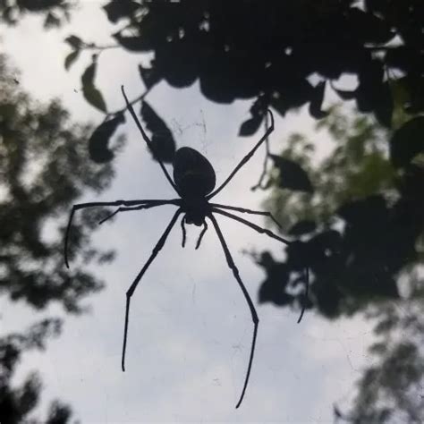 Gro Mutter Und Stief Enkel Haben Hardcore Sex Mit Klarem Bengali Audio Xhamster