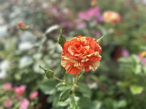 flower bin longmont 10