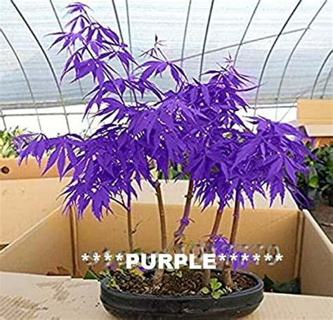 Best Japanese Purple Maple Tree For Your Home