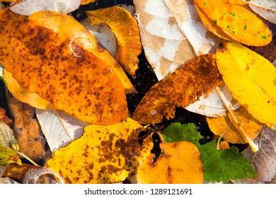 Alder Leaf Fall Colors Gifford Pinchot Stock Photo 1289121691 ...