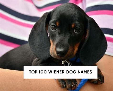 The Best 100 Wiener Dog Names For Your Puppy! (2024) - We Love Doodles