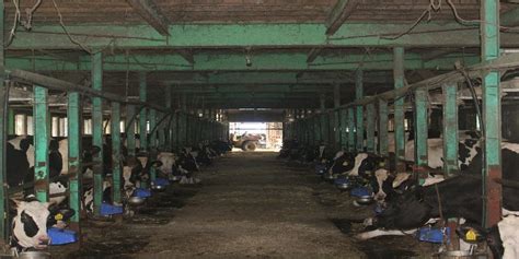 A Schematic Diagram Of The Tie Stall Dairy Barn B The Tie Stall
