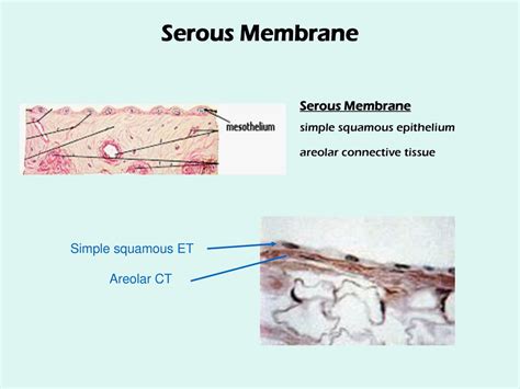 Serous Membrane Histology