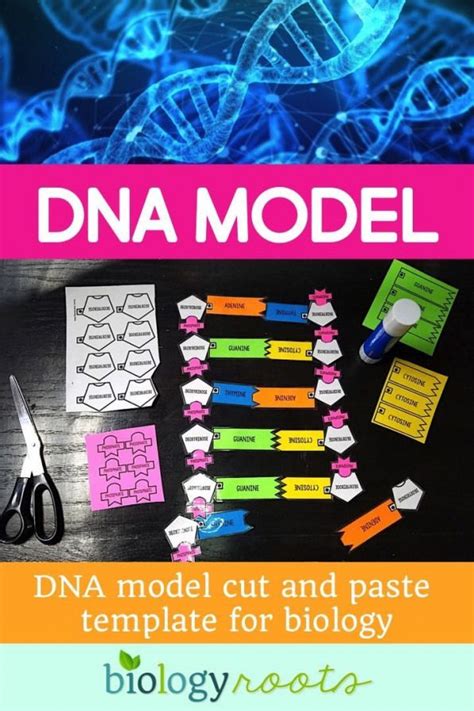 Dna Model Project For The Classroom Cut And Paste With Analysis