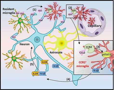 Chemokine Ccl2ccr2 Signaling Induces Neuronal Cell Death Via Stat3