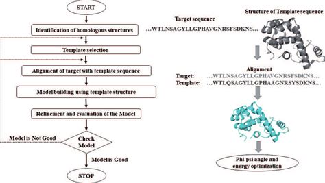A scheme of homology modeling. | Download Scientific Diagram