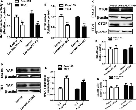 MALAT1 Directly Binds To YAP Enhances YAP Expression And Increases YAP