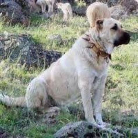 Kangal Dog Dog Breed Information, Images, Characteristics, Health