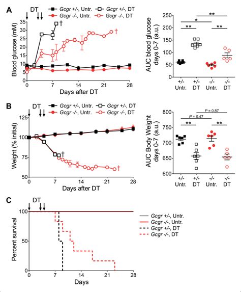 Gcgr Mice Become Diabetic After Massive B Cell Ablation A