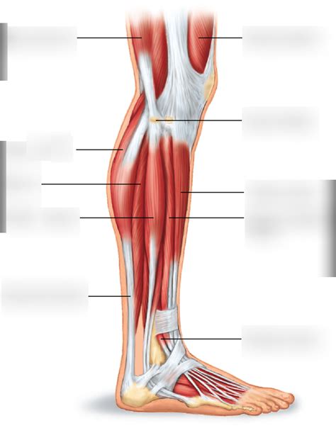 Lateral leg muscles Diagram | Quizlet