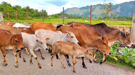 Video Sapi Lembu Jinak Yang Berkeliaran Di Sawah Hijau Yang Indah