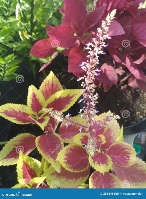 Beautiful Exotic Rainbow Coleus Ornamental Plant Stock Photo Image Of