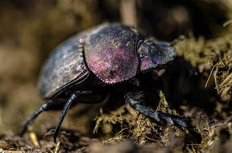 What Do Dung Beetles Have In Common With Celestial Navigation Arc Earth