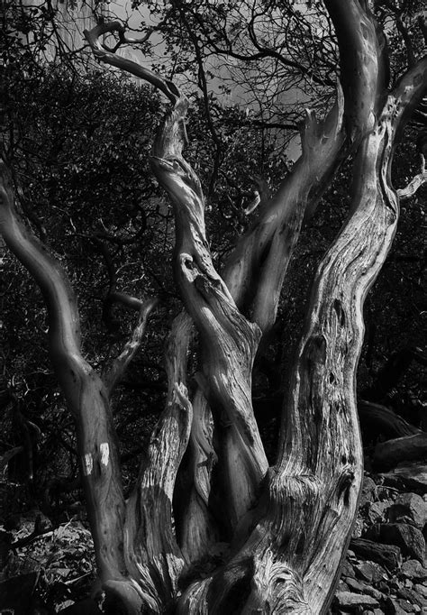 Manzanita Yosemite Np Dave Skinner Photography Flickr