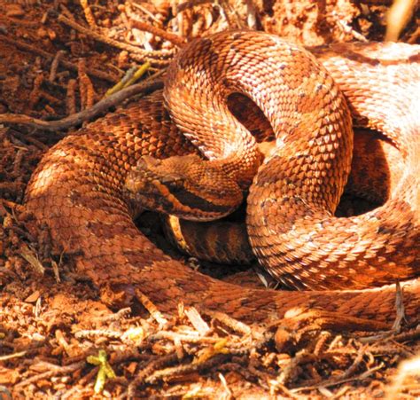 Our First Rattlesnake In Camp – PoppinUpUSA.com