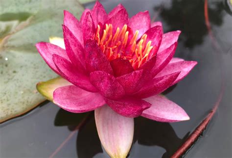 Купить нимфею Red Apple (Красное яблоко), купить кувшинку, нимфея