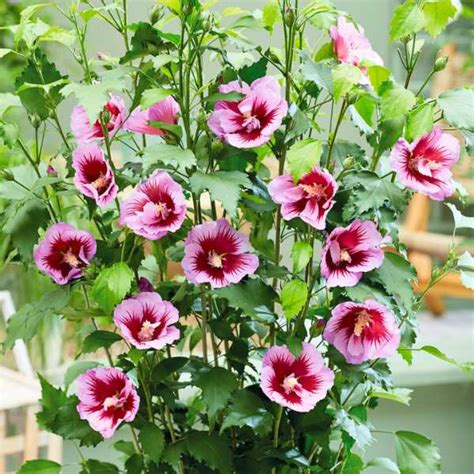 Hibiscus Flower Tower Purple Vente En Ligne De Plants De Hibiscus