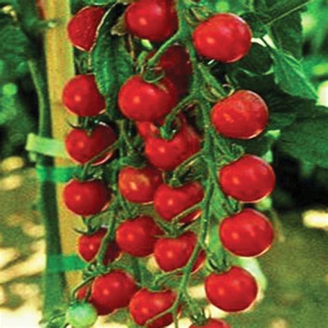 sweet million  untreated tomato seeds osborne farm seeds