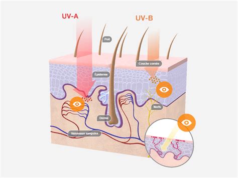La peau noublie jamais Dommages des UV Société Suisse des