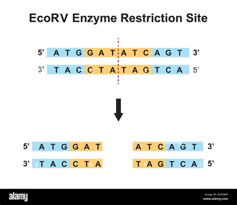 EcoRV Enzyme Restriction Site. Vector Illustration Stock Vector Image ...