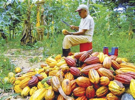 Producción Nacional De Cacao En Grano Se Incrementa En Promedio 15 6