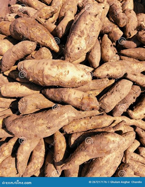 Sweet Potatoes Pile Or Sweetpotato Tuberous Root Food Shakarakandi