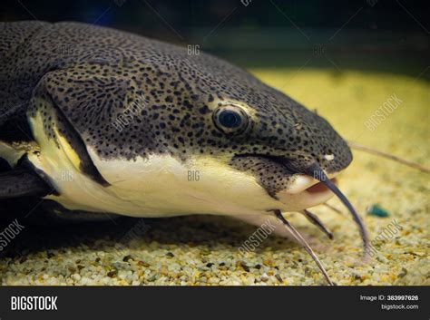 Spotted Catfish Head Image & Photo (Free Trial) | Bigstock