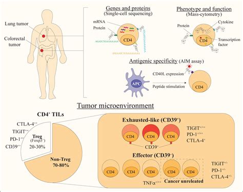 Bystander Cd4 T Cells Infiltrate Human Tumors And Are Phenotypically