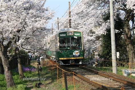 嵐電と桜のトンネル 写真素材 3040024 フォトライブラリー Photolibrary