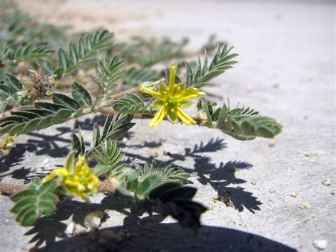 Tribulus Terrestris Puncture Vine Wildflowers Of Joshua Tree Country