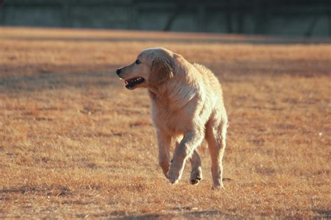 dog wallpaper full image      dog wallpaper