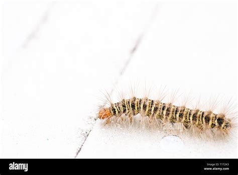 Gypsy Moth Caterpillar Hi Res Stock Photography And Images Alamy