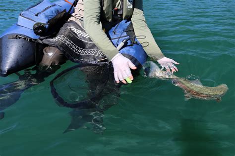 Belly Boat Fliegenfischen Und Spinnfischen Vom Float Tube Auf Hecht