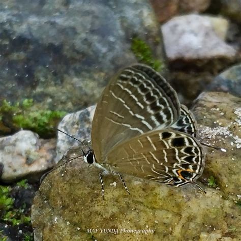 Sunda Caerulean From Wp Lolu Kec Sigi Biromaru Kabupaten Sigi