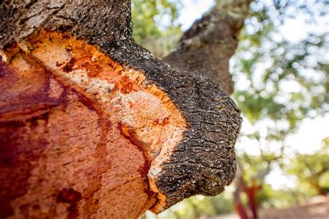 Oak tree bark stock image. Image of stem, color, rind - 104495701