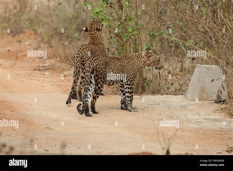 Leopard in Sri Lanka in the Wild. Visit Sri Lanka Stock Photo - Alamy