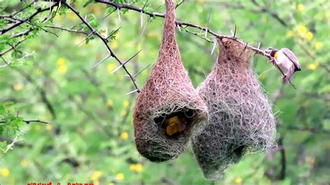 Baya Weaver Nest Building Youtube