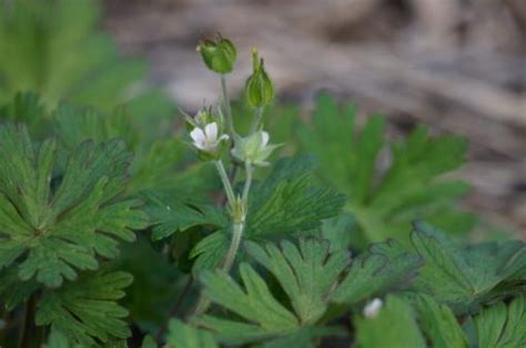 Carolina Geranium Everglades Research And Education Center