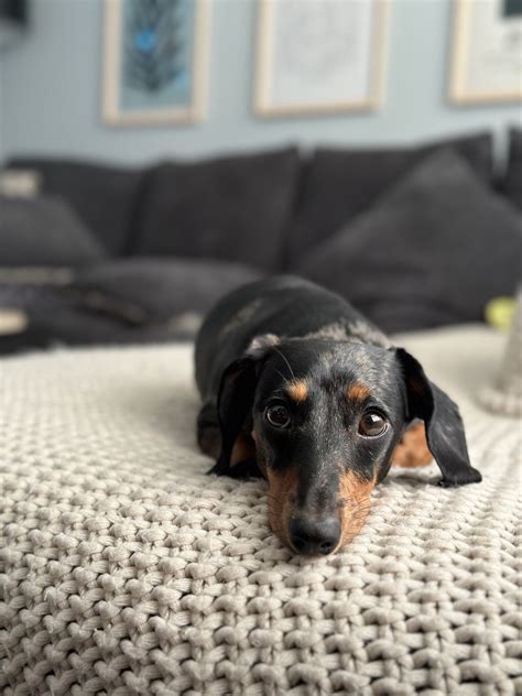 Tired from barking at everyone and everything and even at nothing : r/Dachshund