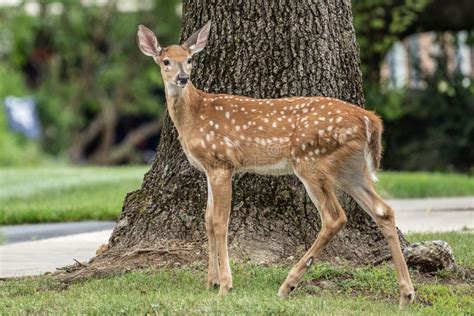 White-tailed Deer Fawn Stands on Lawn Stock Image - Image of front ...