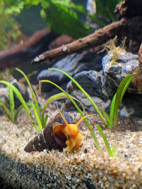 New Rabbit Snails! (my cat is not impressed) : r/AquaticSnails