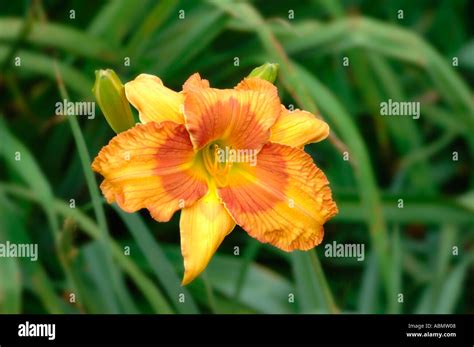 Modern Daylilyies Daylily Breeding For Color And Edging And Shape For